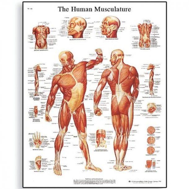 Human Musculature Chart  50x57 cm. inkl ophng. VR1118UU