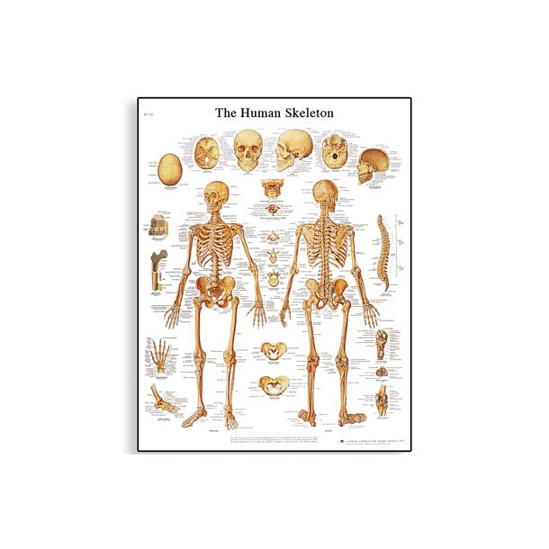 Human Skeleton Chart. 50x67 cm Inkl. plastskinne ophng. VR1113UU